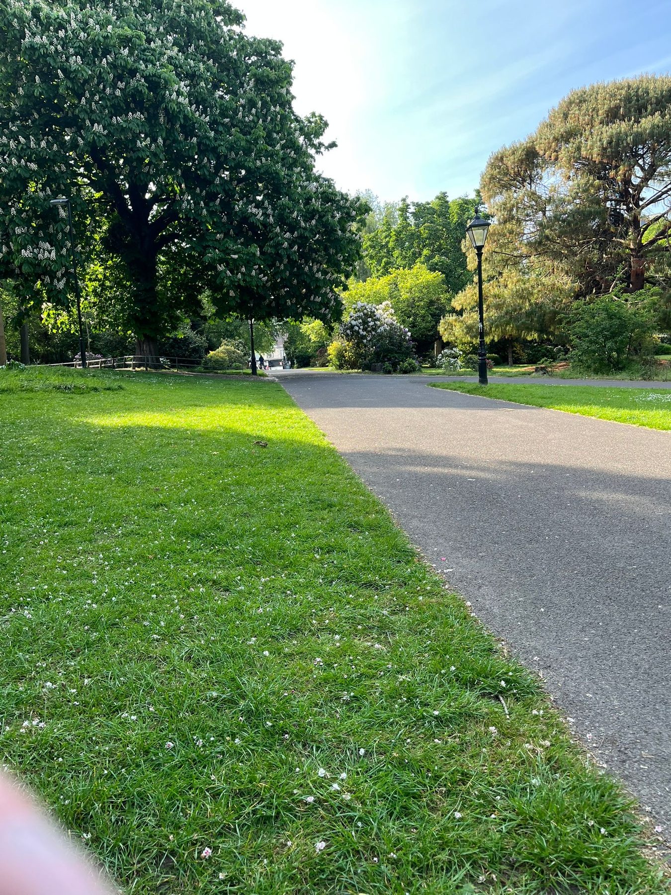 Southampton park in chestnut blossom