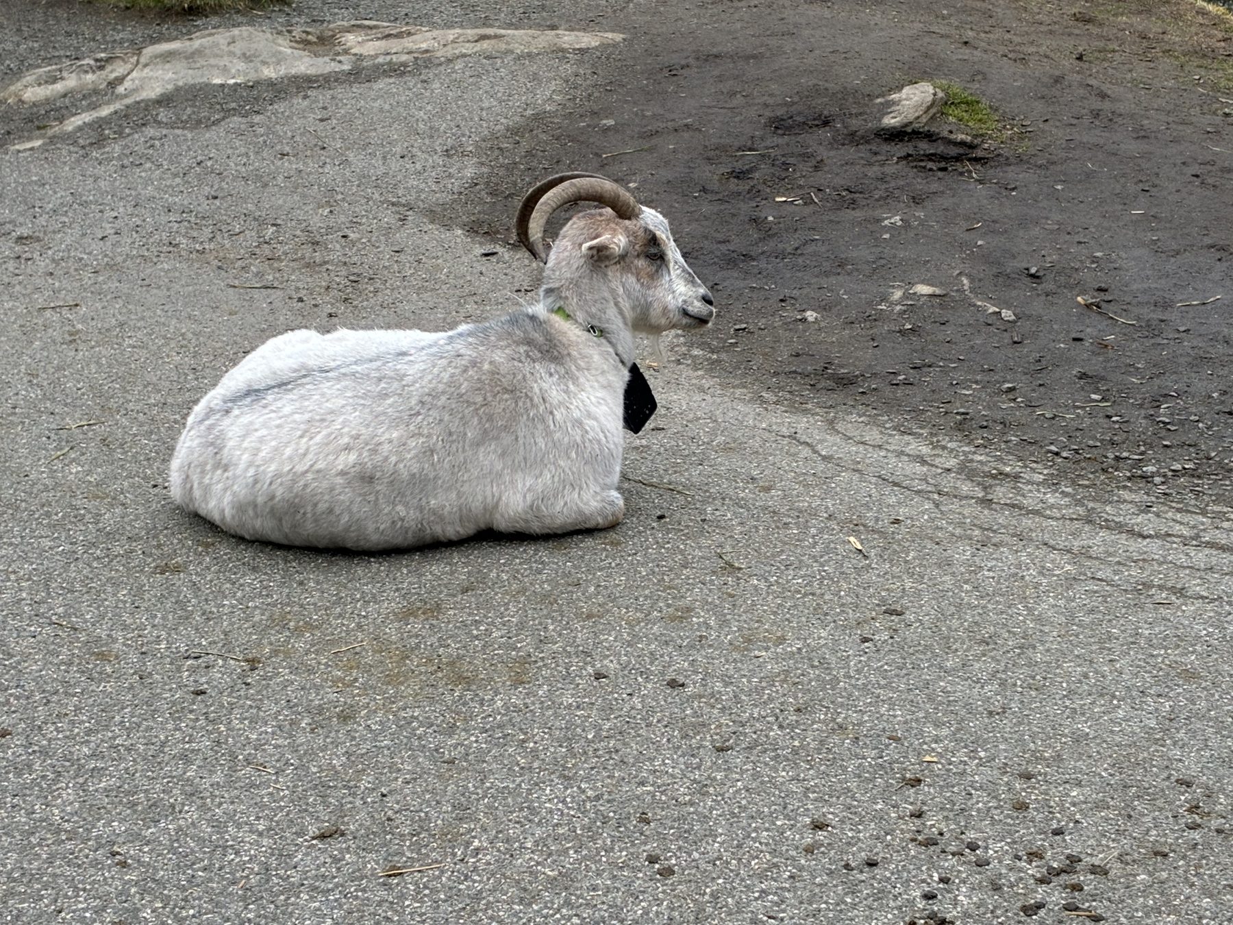 A goat on Mount Fløyen